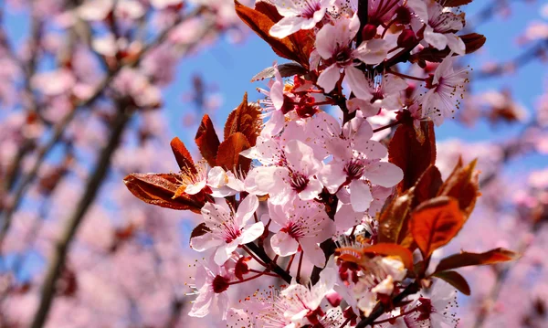 Sakura. — Stock Photo, Image