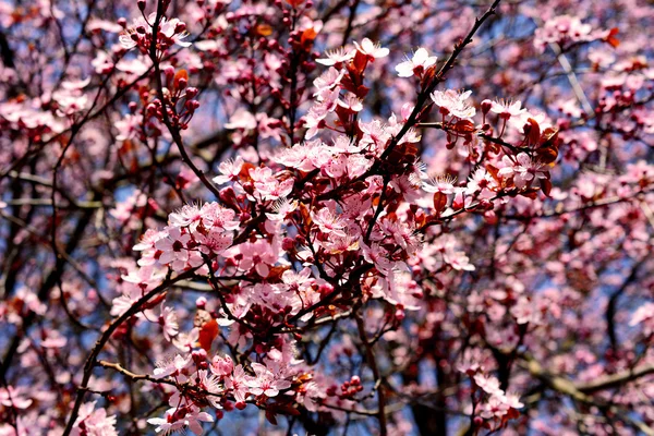 Sakura. — Photo