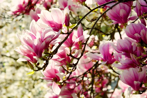 Magnolia — Stock Photo, Image