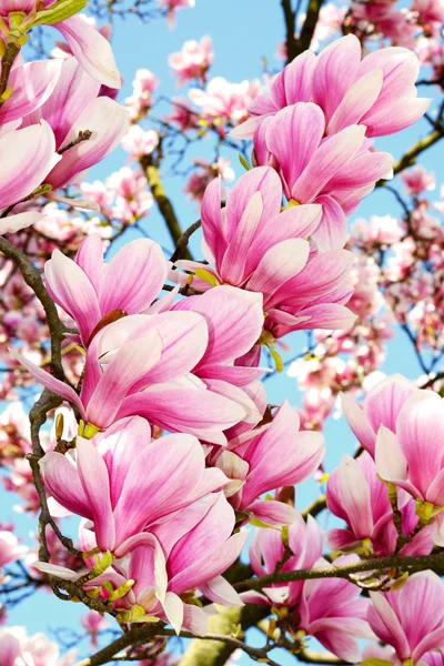 Magnolia — Stock Photo, Image