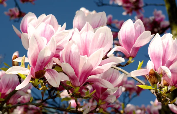 Magnolia — Stock Photo, Image