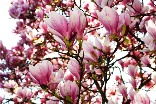 Magnolia — Stock Photo, Image