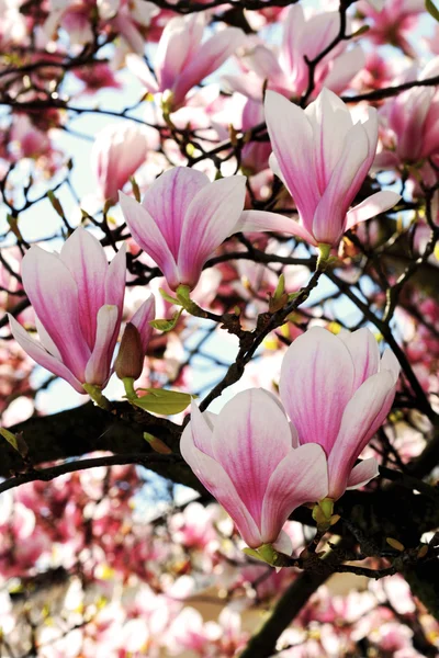 Magnolia — Stock Photo, Image