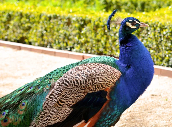 Pavão — Fotografia de Stock