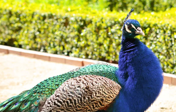 Pfau — Stockfoto