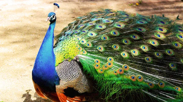 Peacock — Stock Photo, Image