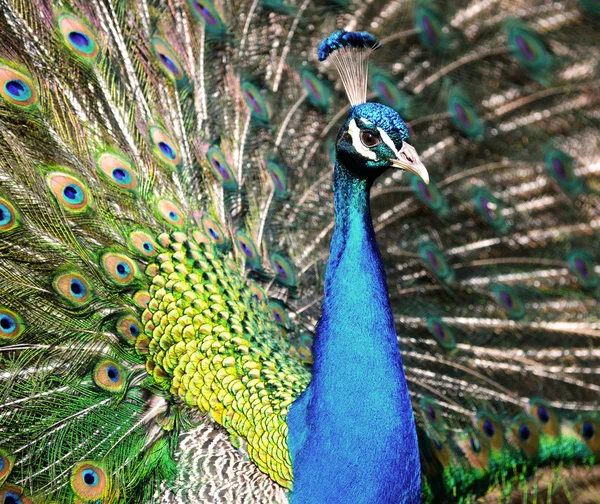 Pavo real — Foto de Stock