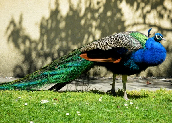 Pavão — Fotografia de Stock