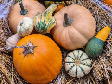 Colorful Pumpkins Gourds Hay Bale Display Autumn Harvest Garden Orange Green Striped Varieties Fall Seasonal Decoration Setup. Food Background
