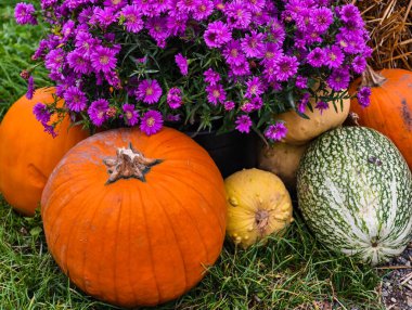 Autumn Pumpkins Gourds with Purple Asters Flowers Fall Garden Display Seasonal Harvest Decoration Outdoor Landscaping Arrangement