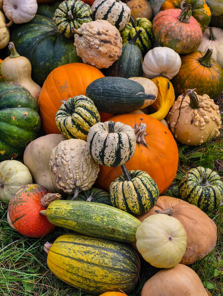 Colorful Heirloom Pumpkins Gourds Squash Varieties Autumn Harvest Collection Fresh Organic Vegetables Farm Market Produce Display. Natural Background