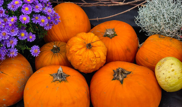 Autumn Pumpkins Gourds with Purple Asters Flowers Fall Garden Display Seasonal Harvest Decoration Outdoor Landscaping Arrangement. Ultra High Resolution