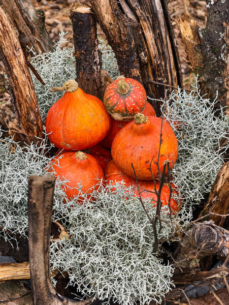 Pumpkins with Lichen Moss on Rustic Wood Branches Natural Forest Autumn Harvest Organic Farm Produce Woodland Fall Display. Ultra HD