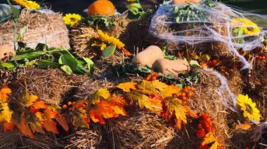 Balkabakları, ayçiçekleri ve kırsal tarım ortamında örümcek ağlarıyla sonbahar balkabağı görüntüsü - Cadılar Bayramı Pazarlaması ve Mevsimsel Dekor için 4K Video