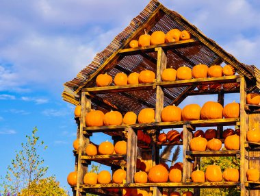 Sonbahar Balkabağı Gösterim Evi Ahşap Raflar Turuncu Hasat Festivali Dekorasyonu. Doğal Arkaplan 