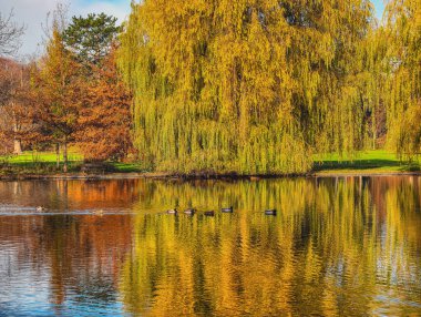 Ördekler ve Söğüt Dalgası Renkleri, Huzurlu Doğa Sahnesi, Mevsimlik Ekonomi, Seyahat ve Sağlık Kampanyaları Konsepti