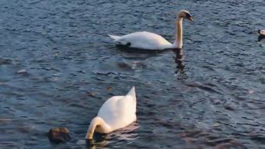 İki Beyaz Dilsiz Kuğu Birlikte Yüzüyor Su Çifti Zarif Kuşları Besliyor Yavaş Film 4K Sinema B-Roll Görüntüsü Zarif Vahşi Yaşam Sahnesi