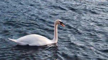 Zarif Dilsiz Kuğu Yüzüyor Koyu Mavi Su Zarif Beyaz Kuş Gölü Yavaş Hareket 4K Sinema B-Roll Görüntüsü Serene Vahşi Yaşam Huzur Sahnesi