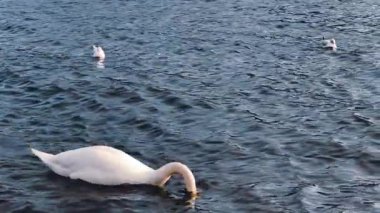 Beyaz Dilsiz Kuğu Besleme İçme Koyu Mavi Göl Martıları Yavaş Film 4K Sinema B-Roll Görüntü Zarif Vahşi Yaşam Davranışı