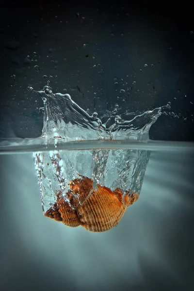 kabuk suya düşüyor.