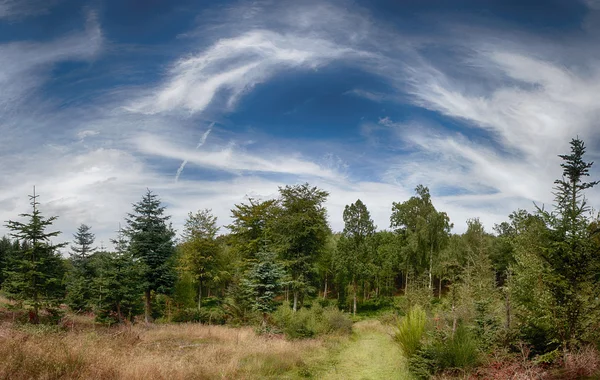Orman ve gökyüzü. Panorama