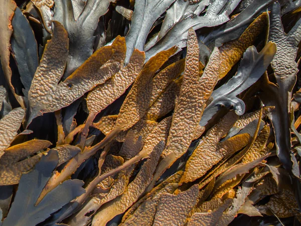 Deniz yosunu karaya vurmuş. Yüksek kalite fotoğraf