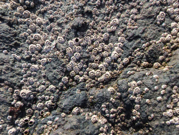 Yosun ve kabuklu taş dokusu. Yüksek kalite fotoğraf