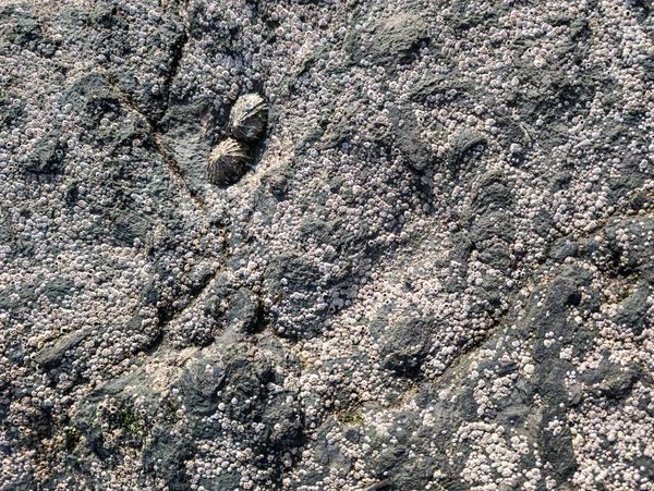 Deniz yosunlu ve kabuklu taş bir karışım. Yüksek kalite fotoğraf