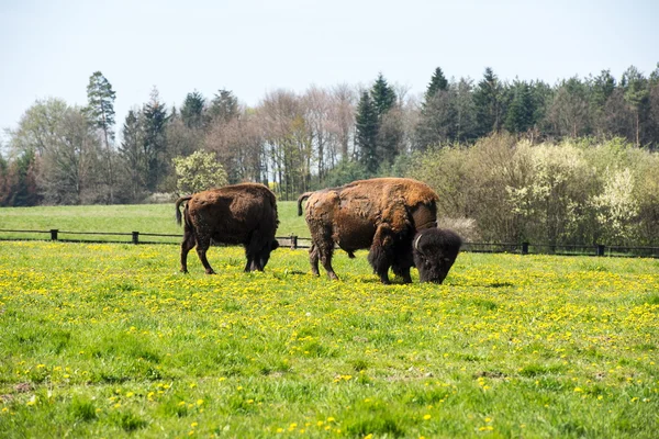 Bison merumput di padang rumput — Stok Foto