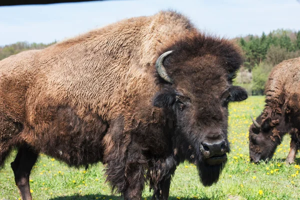 Retrato do bisonte — Fotografia de Stock