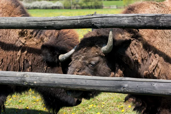 Due bisonti vicino alla recinzione — Foto Stock