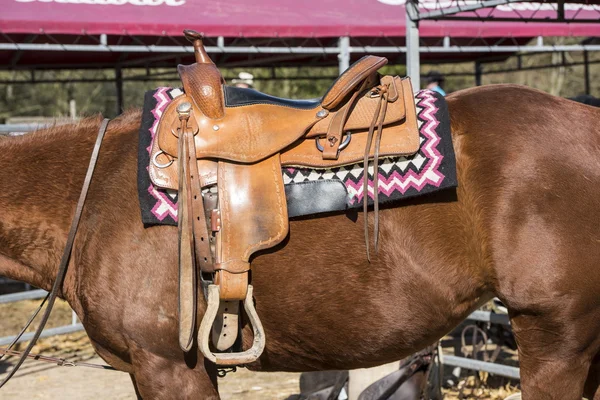Häst med sadel — Stockfoto