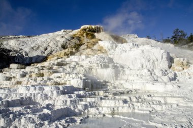 Yellowstone'da mamut hot springs