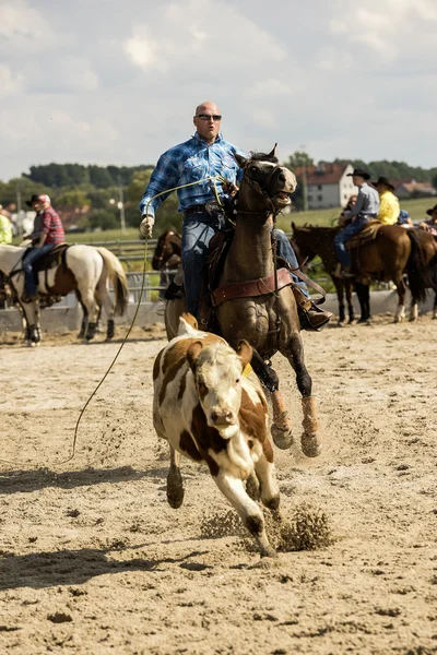 Rodeo konkurrens i ranch roping — Stockfoto