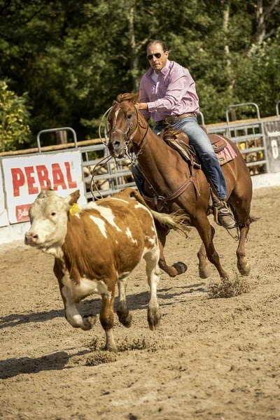 Rodeo competition in ranch roping — Stock Photo, Image