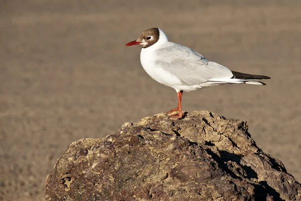 Gull in Namafjall Iceland — Stock Photo, Image