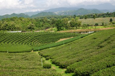 Tayland çay plantasyon