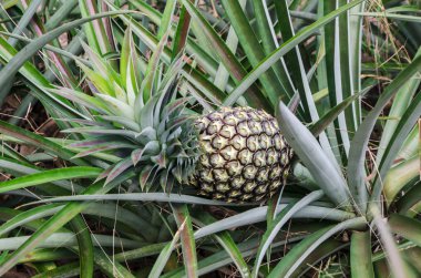 Kuzey Tayland'ndaki bir gruba ananas fabrikasında