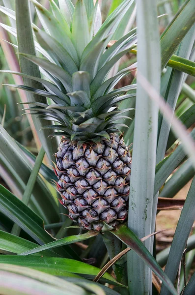 A pineapple plant at a farm in northern Thailand — Stock Photo, Image