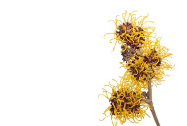 Hamamelis dal.