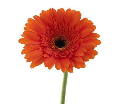 Turuncu gerbera. Makro.