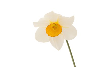 Nergis çiçeği. Makro