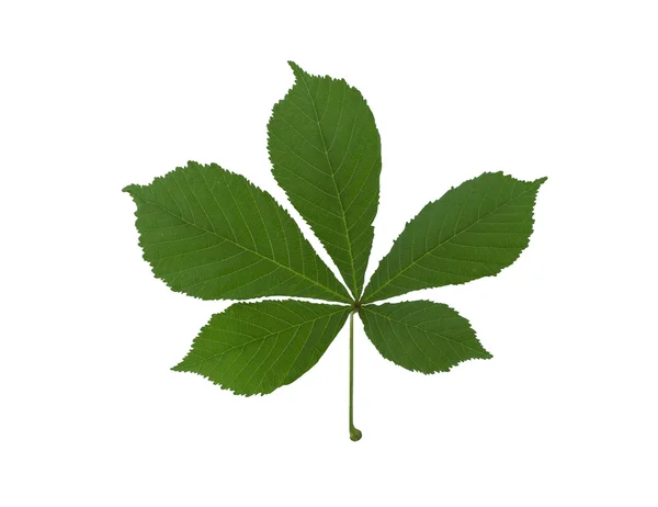 Green chestnut leaf. — Stock Photo, Image