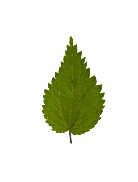 Nettle leaf. Macro. — Stock Photo, Image