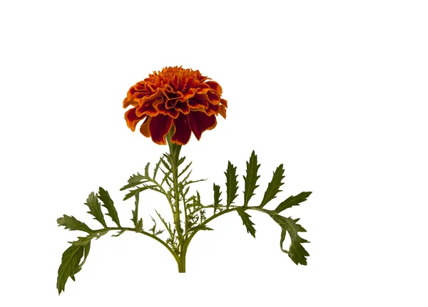 Kadife çiçeği çiçek. Makro.