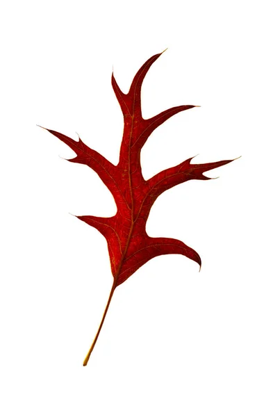 Beyaz arkaplanda kırmızı meşe yaprağı izole edilmiş.