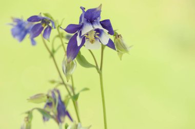 Menekşe - Beyaz sütun (aquilegia) yeşil bulanık arkaplanda çiçek açar. 