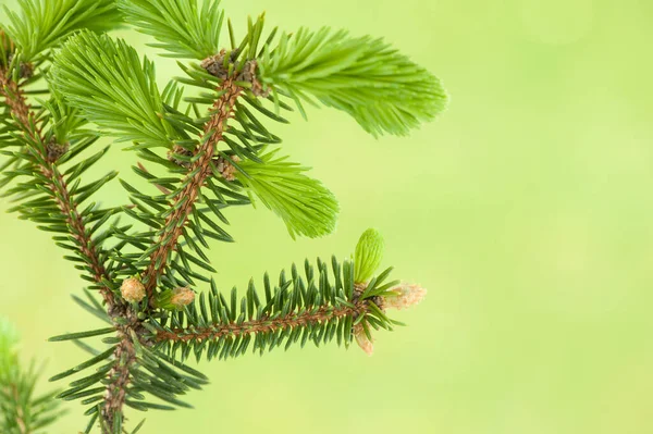 用幼小的针尖的云杉树的假发 — 图库照片