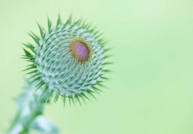 Yeşil bulanık arka planda yabani pamuk devedikeni yetiştiriyorum. Onopordum acanthium. 