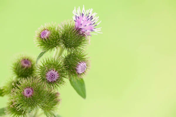 Primer Plano Flores Bardana Rosa Florece Sobre Fondo Borroso Verde — Foto de Stock